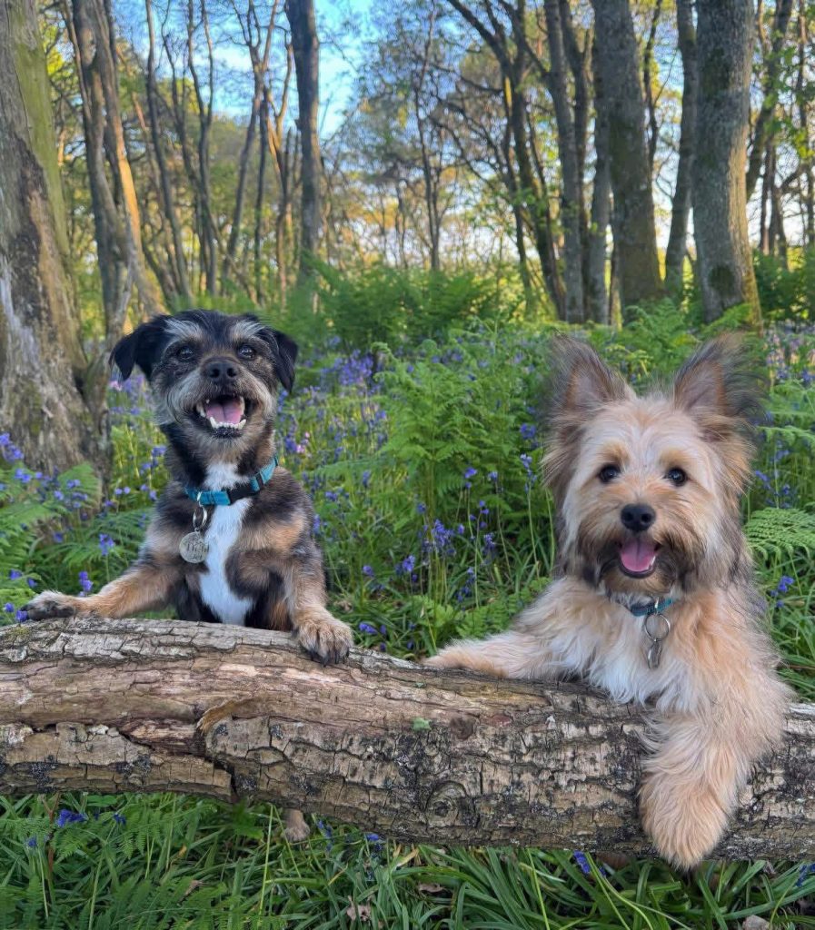 2 small dogs in the woods